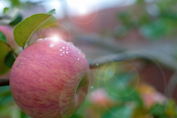 Apfel gespeichert / ***