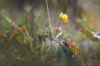 Heuschrecke im Gras saß / ***