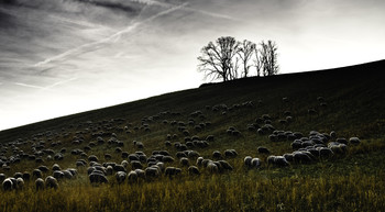hüte meine Schafe / Nicht weit vom Schloß Salem beweidet eine Herde Schafe einen malerischen Hügel.
