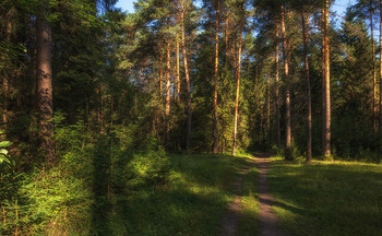 Waldweg / ***