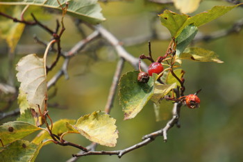 &nbsp; / Timiryazev park, Koptevo neighborhood, Moscow, Russia