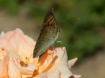 Schmetterling / ......