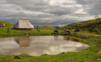 pastoral / ***