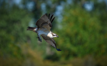 Juvy Osprey in flight / ***