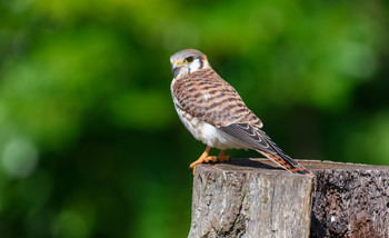 American kestrel / ***