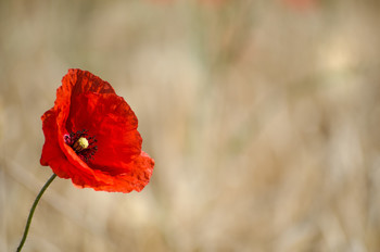 Roter Mohn / Im Kornfeld