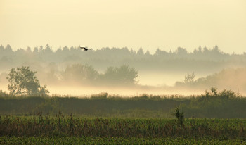 Sonnig Nebel / ***