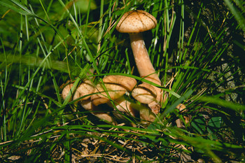 Honig Pilze / ***