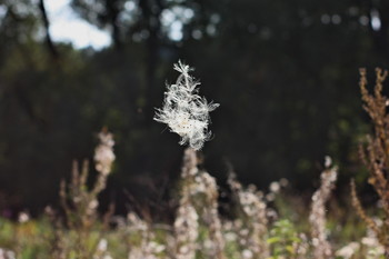 Fly / Luszhki-village, Istra-district, Moscow region, Russia