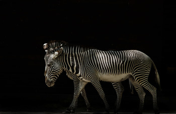 Paarlauf / Natürliche Freistellung 
Ein langes warten bis die Zebras im Licht waren und der Hintergrund im Schatten.
Anschliessend am PC Tiefen runter Licht etwas rauf und Kontrast erhöhen.