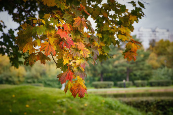 Herbstfarben ... / ***