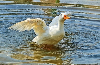 Wasserbehandlungen / ***