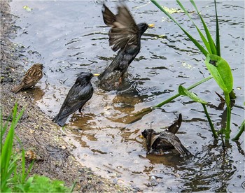 Wasserbehandlungen / ***