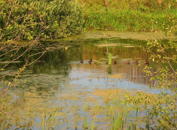 Wasserbehandlungen / ***