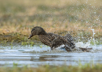 Wasserbehandlungen / .....