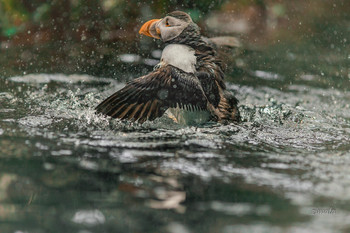 Wasserbehandlungen / ***