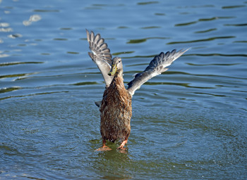 Tanz auf dem Wasser / ***