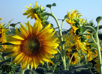 Sunny day. / ***