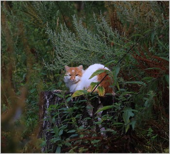 Die Gastgeberin des Waldes / ***