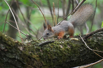&nbsp; / Timiryazev park, Koptevo neighborhood, Moscow, Russia