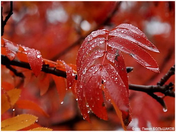 Nach dem Regen / ***