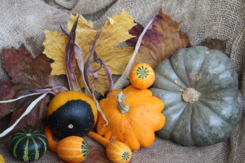 Autumn Still Life / ***