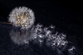 &nbsp; / meyer-optic