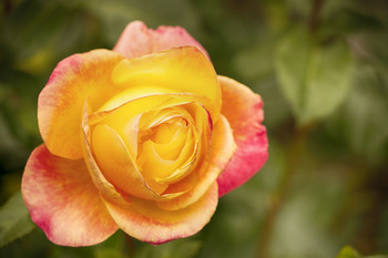 Rose / ***