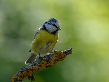 Blaumeise / .....