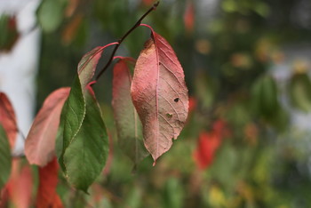 Autumn etude / Timiryazev park, Koptevo neighborhood, Moscow, Russia