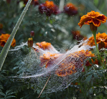 Signs of Herbst / ***