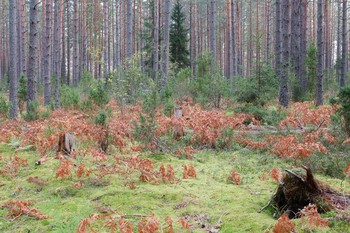 Signs of Herbst / ***