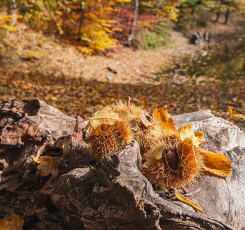 Signs of Herbst / ***