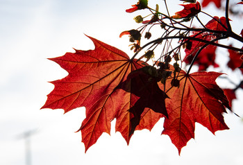 Signs of Herbst / ...