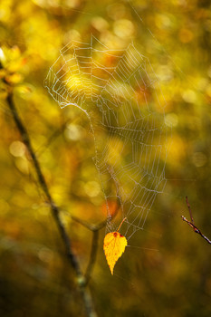 Signs of Herbst / ***