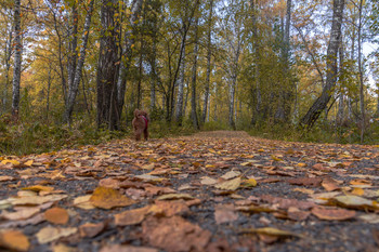Signs of Herbst / ***