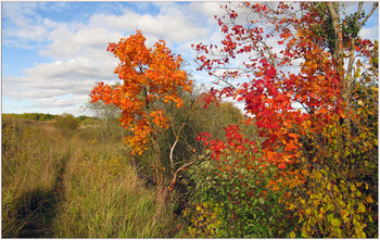 Signs of Herbst / ***