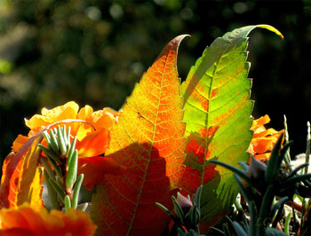 Signs of Herbst / ***
