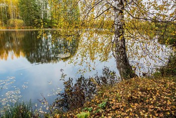 Signs of Herbst / ***