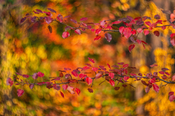 Signs of Herbst / ***