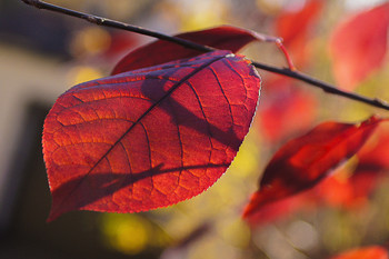 Signs of Herbst / ***