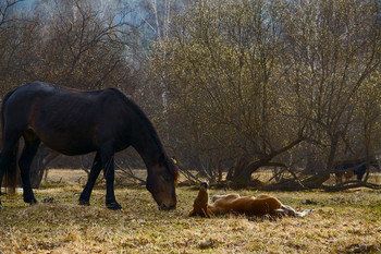 Frühlingsspaziergang / ***