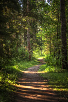 Straße in den Wald / ***