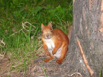 Eichhörnchen / ***