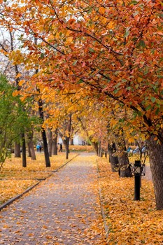 Im Herbst des Parks ... / ***