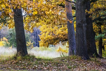 Herbstfarben / ***