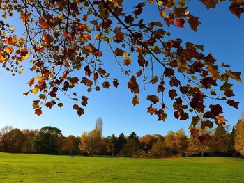 Herbst / ***