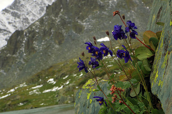 Aquilegia / ***