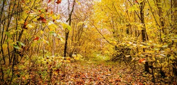 Herbst im Wald / ***