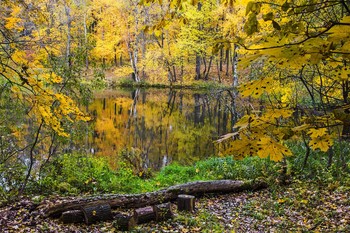 Pond. / ***